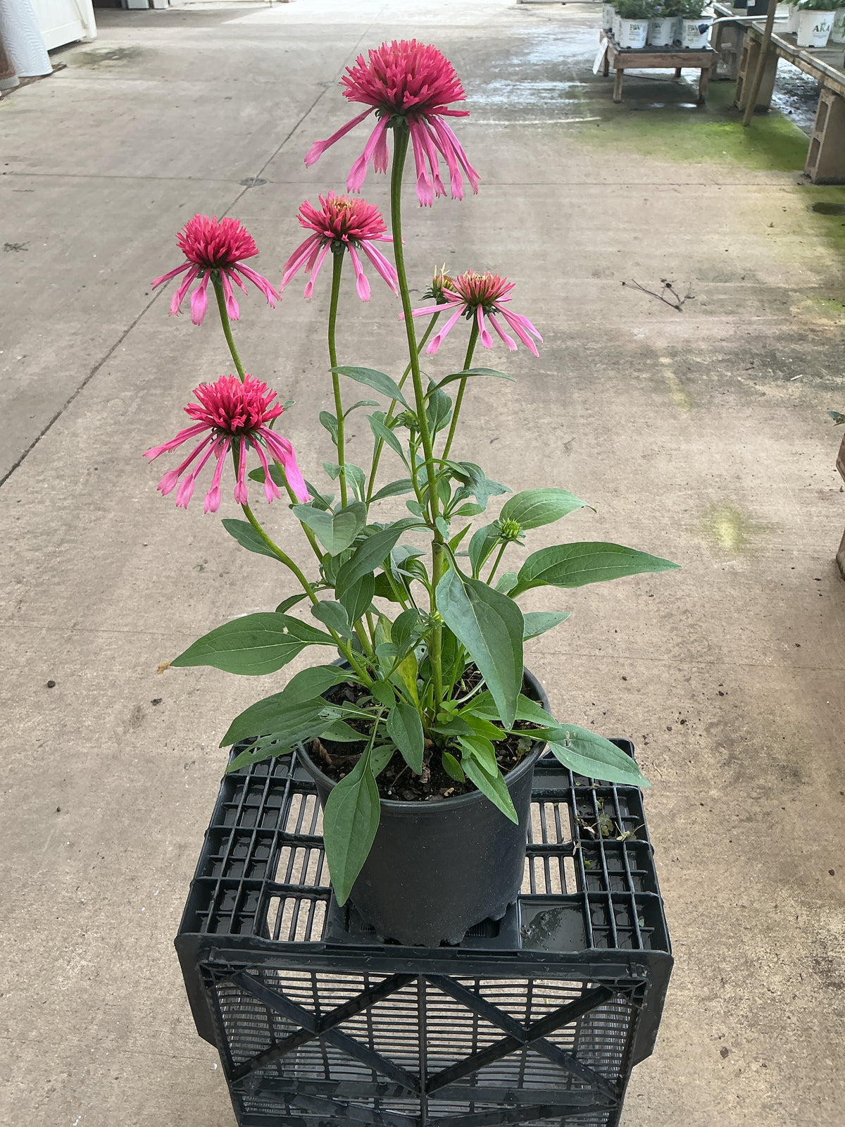 Echinacea Coneflower Double Scoop Bubblegum