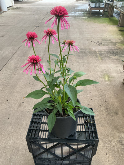 Echinacea Coneflower Double Scoop Bubblegum