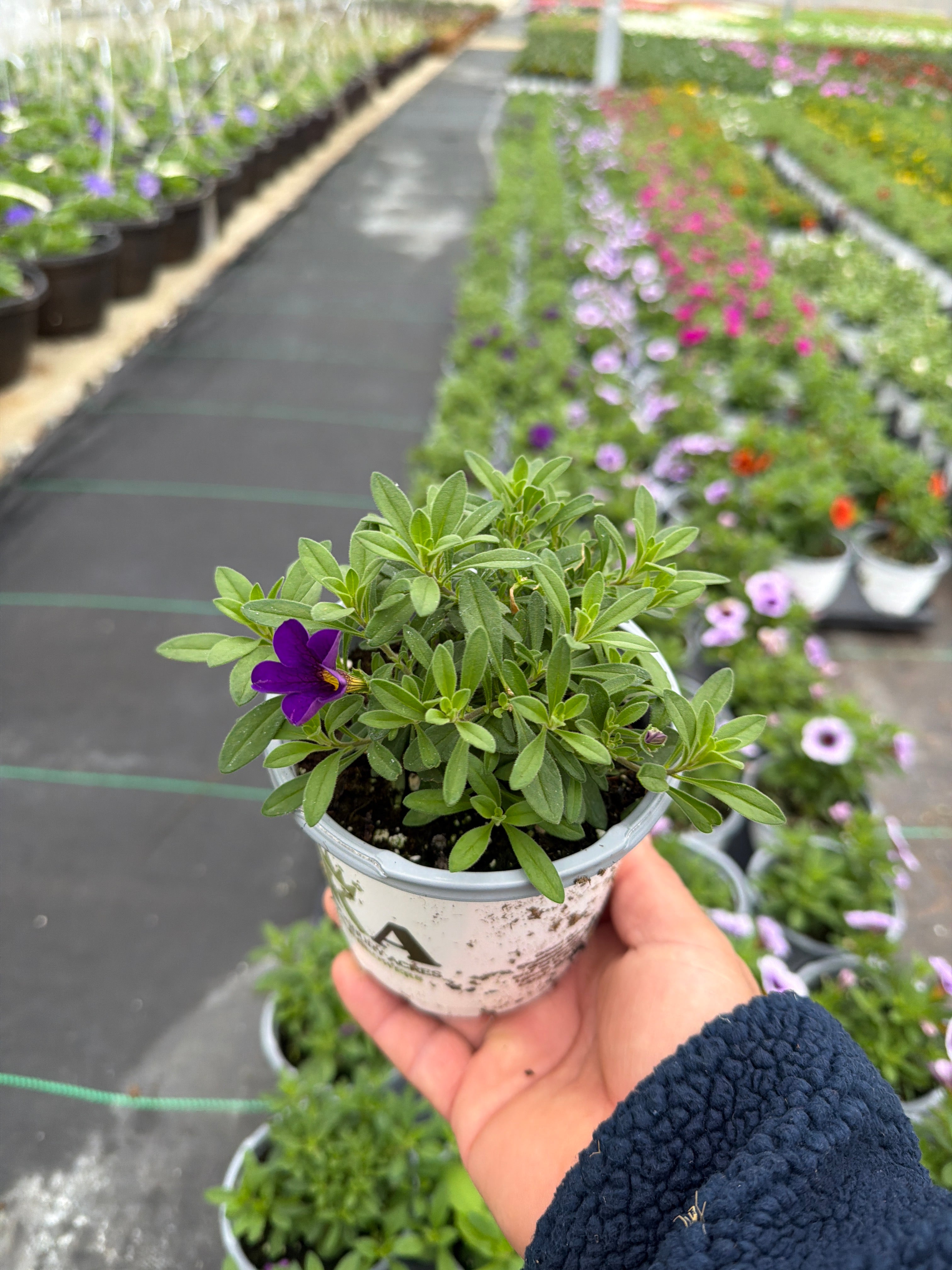 Calibrachoa Cabaret Blue Midnight - 4.33" Premium Annual