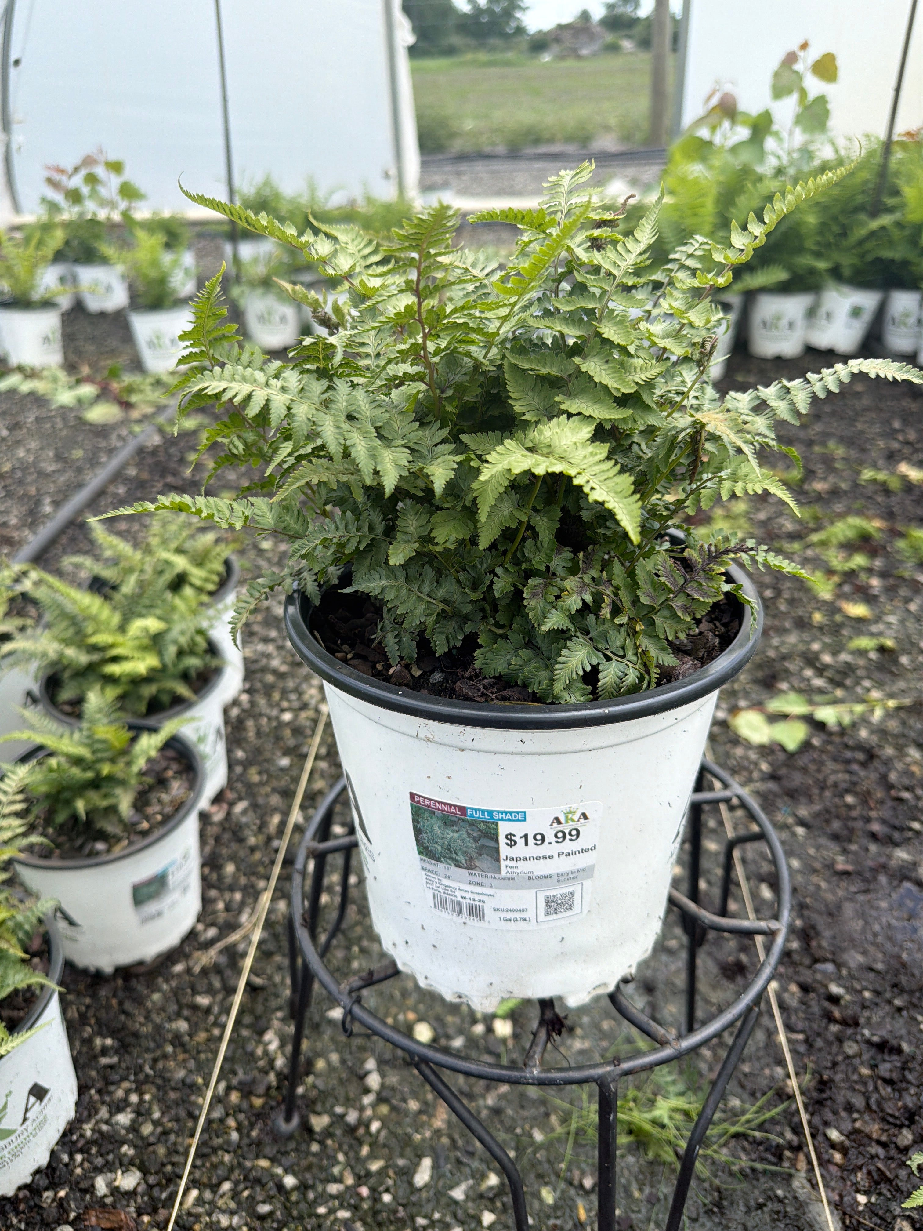 Athyrium Japanese Painted Fern