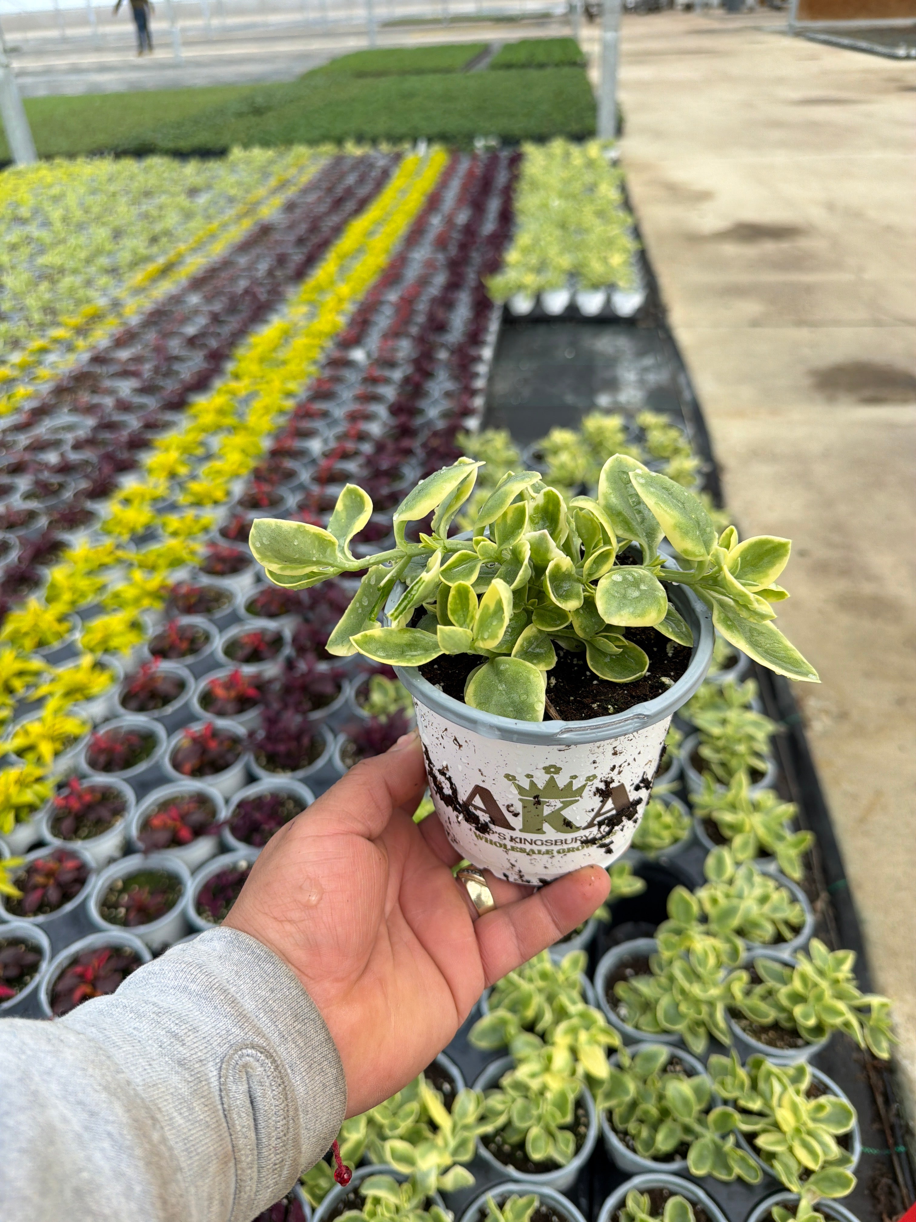 Dorotheanthus Mezoo Red Trailing - 4.33" Premium Annual