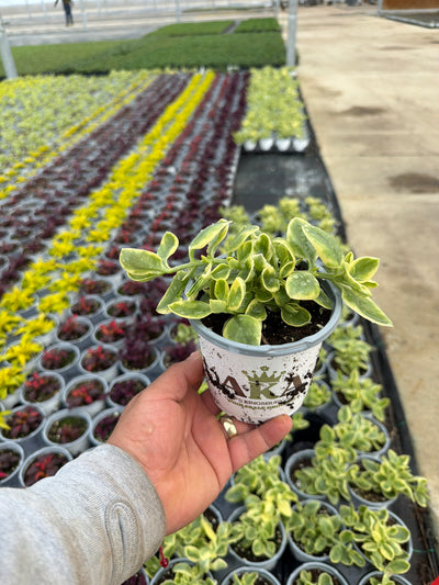 Dorotheanthus Mezoo Red Trailing - 4.33" Premium Annual
