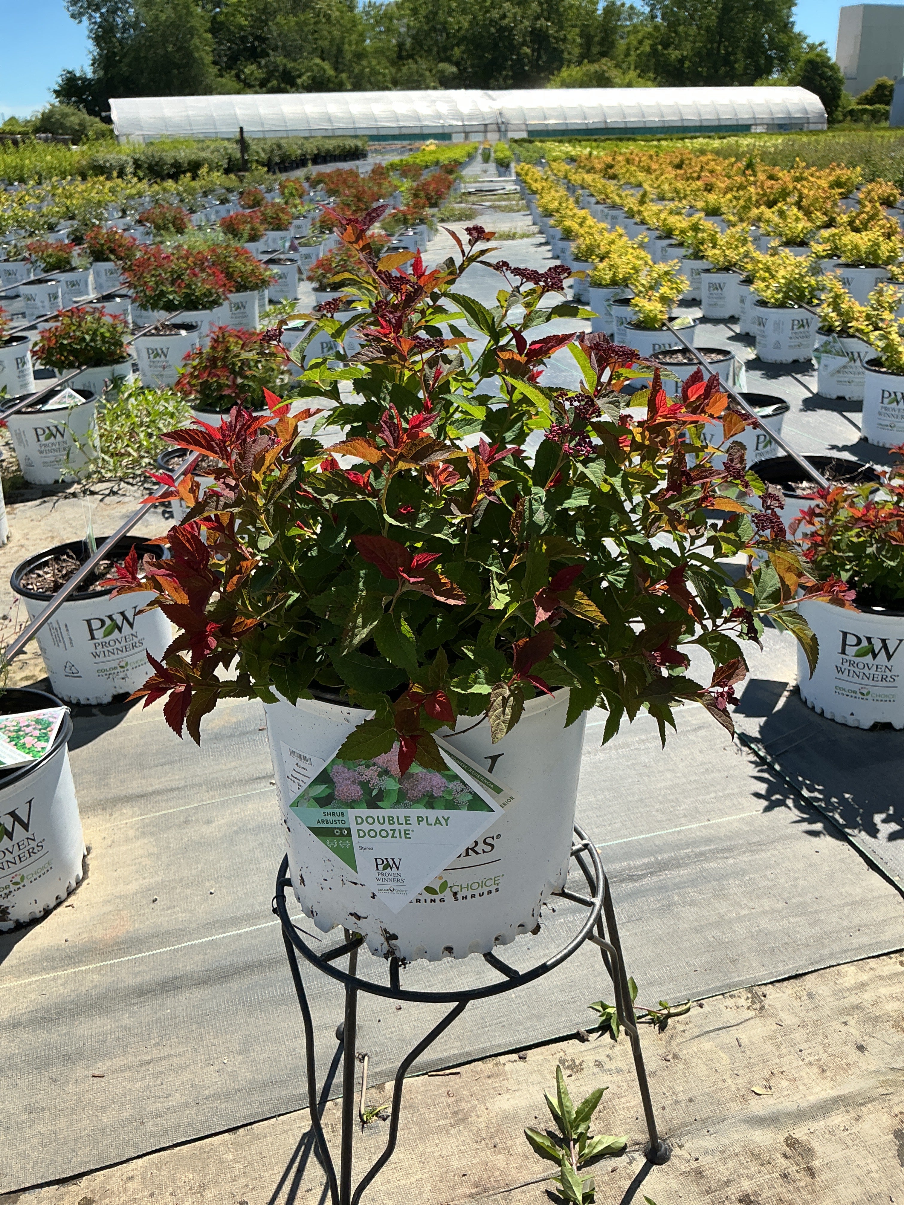 Spirea Double Play Doozie