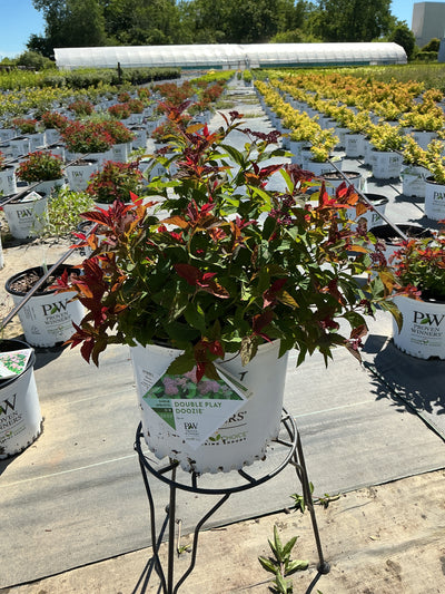 Spirea Double Play Doozie