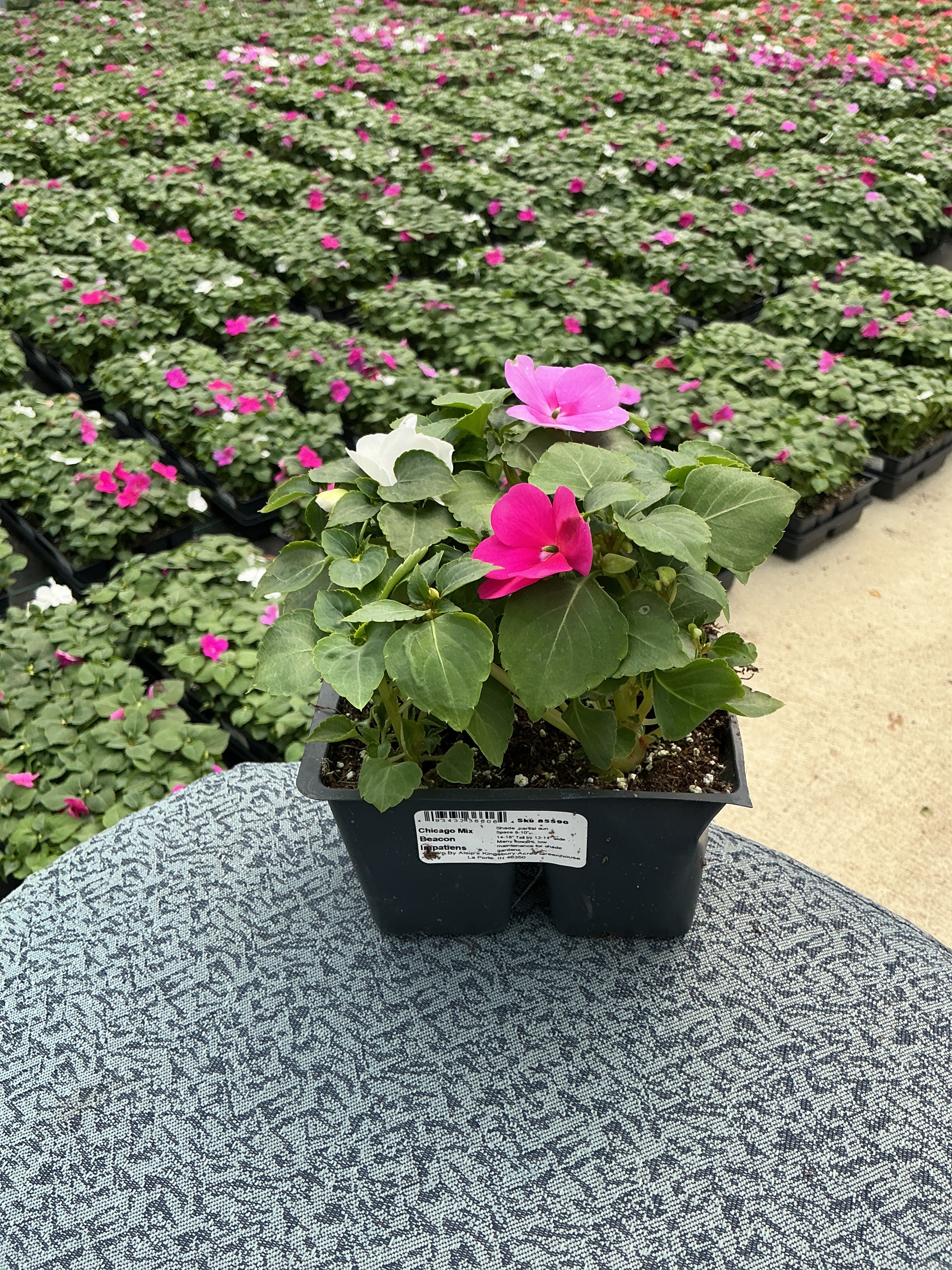 Impatiens Beacon Chicago Mix - 4 Pack Annual