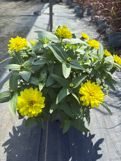 Zinnia Zahara Double Yellow - 8" Planter