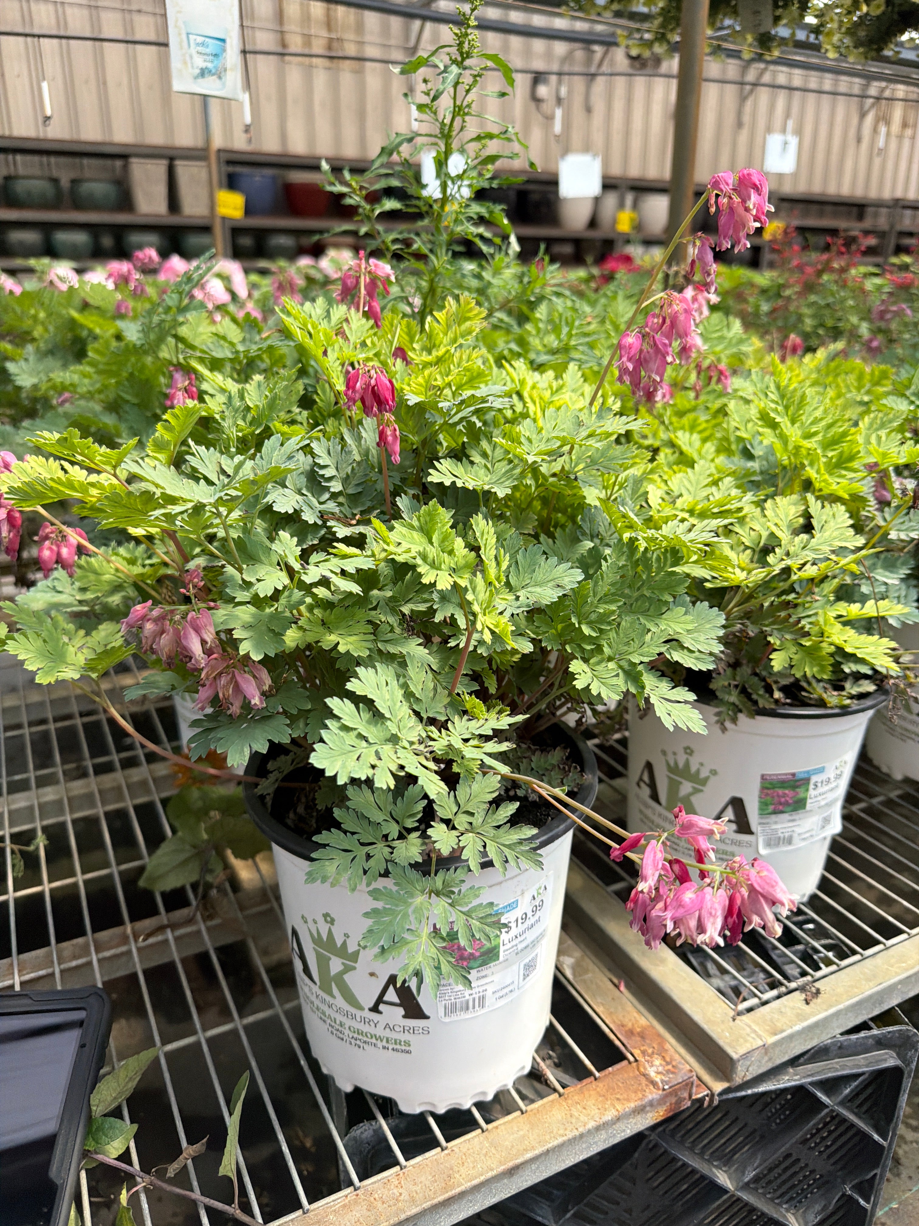 Dicentra Bleeding Heart Luxuriant