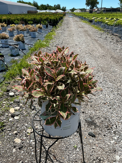 Weigela My Monet