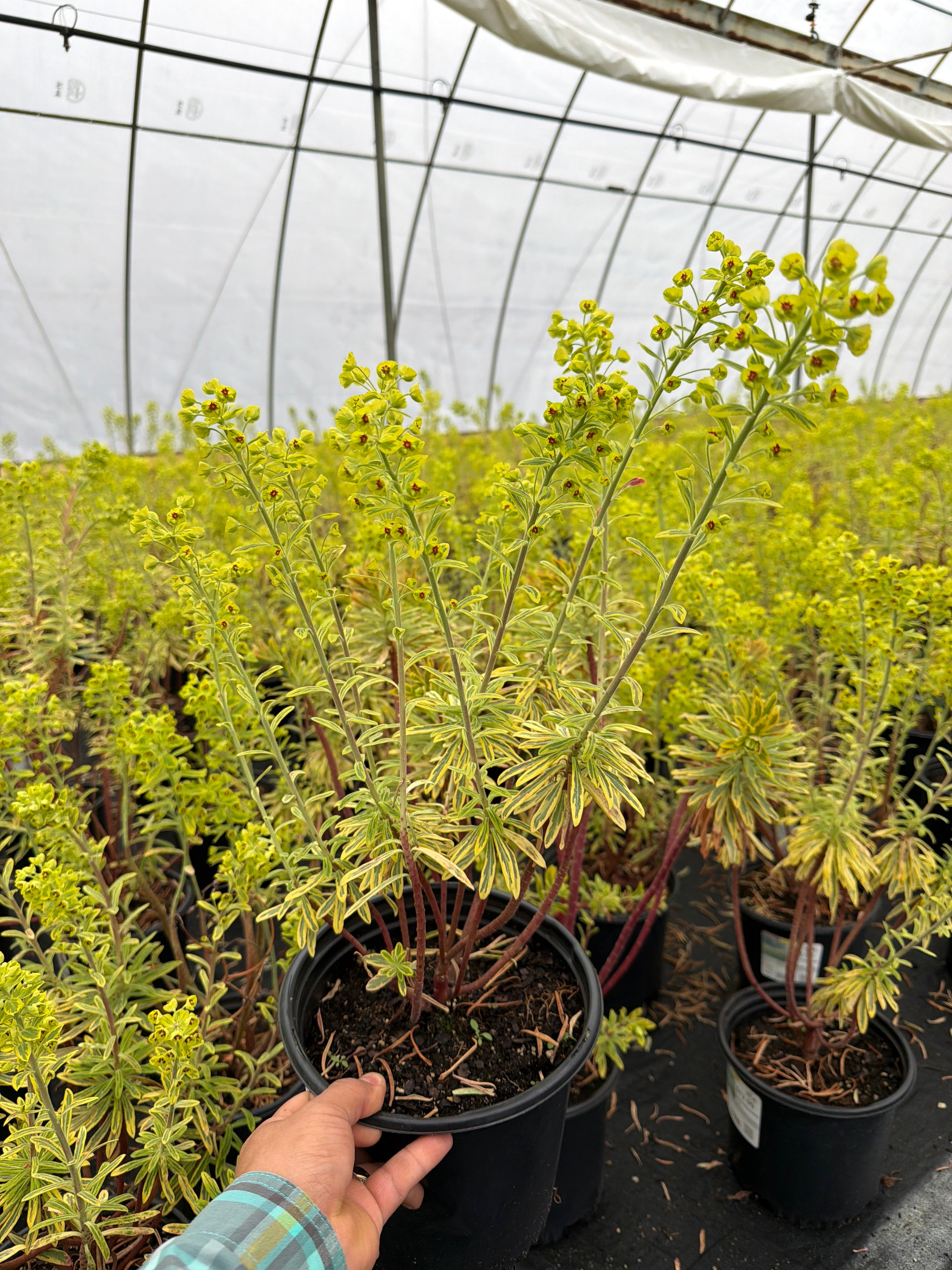 Euphorbia Spurge Ascot Rainbow
