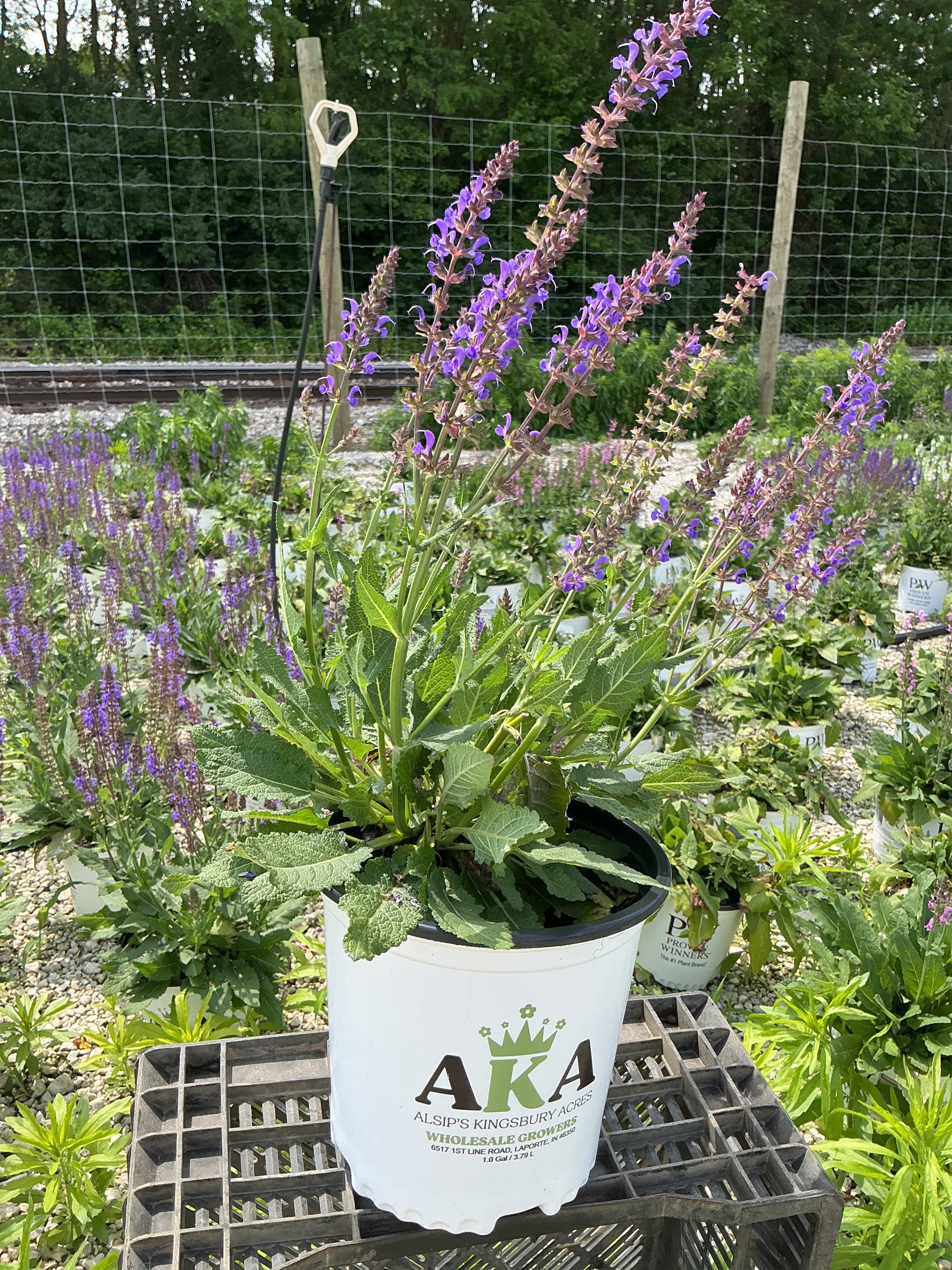 Salvia Sage Blue By You