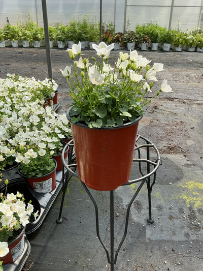 Campanula Bellflower Rapido White - 6" Perennial
