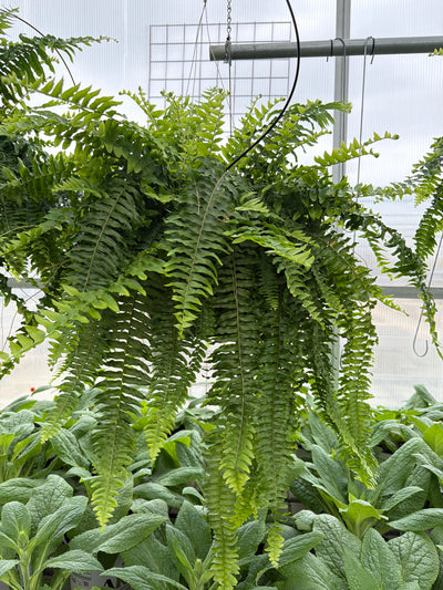 Boston Fern - 11" Hanging Basket