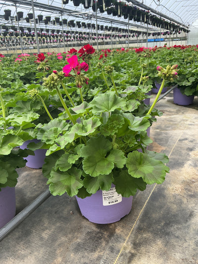 Geranium Dynamo Violet - 8" Planter