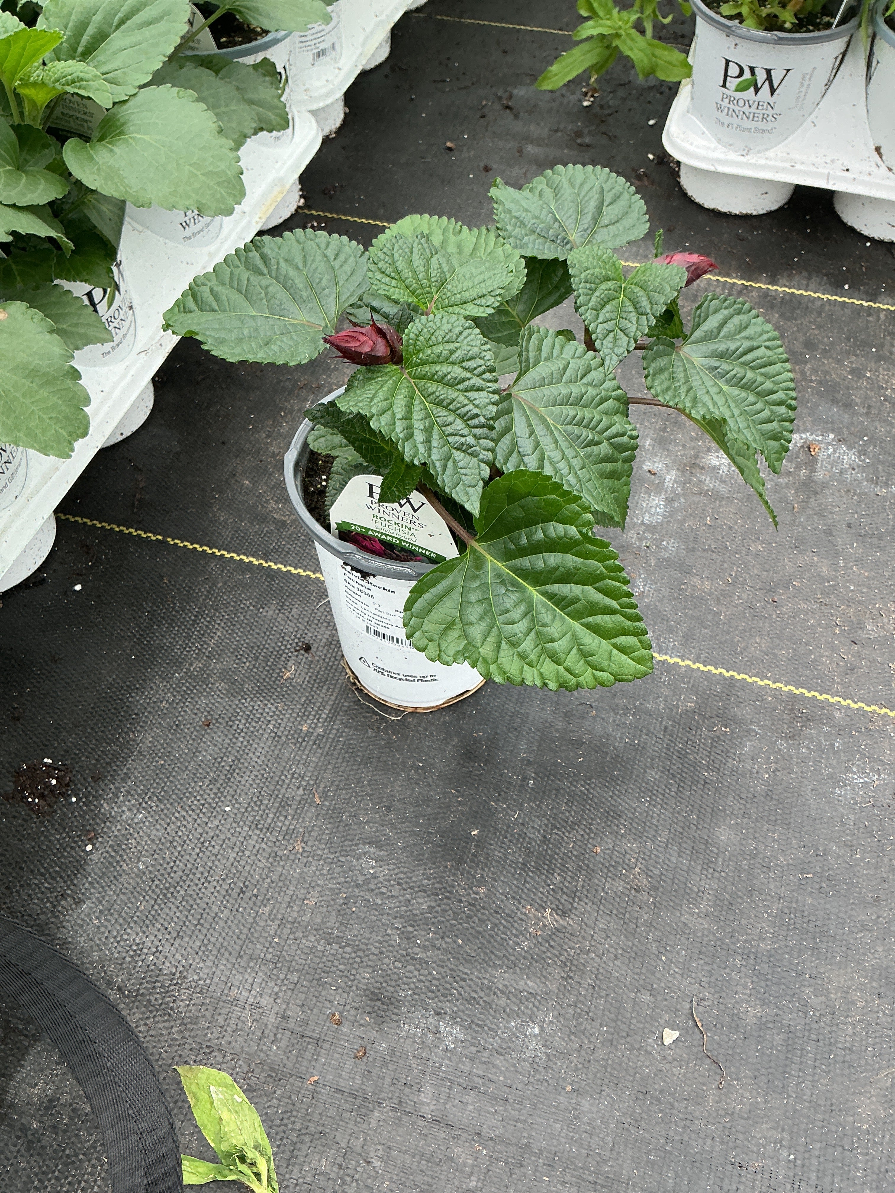 Salvia Rockin Fuchsia - 4.25" Proven Winners Annual