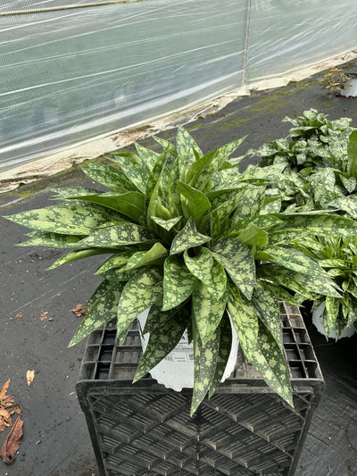 Pulmonaria Lungwort Raspberry Splash