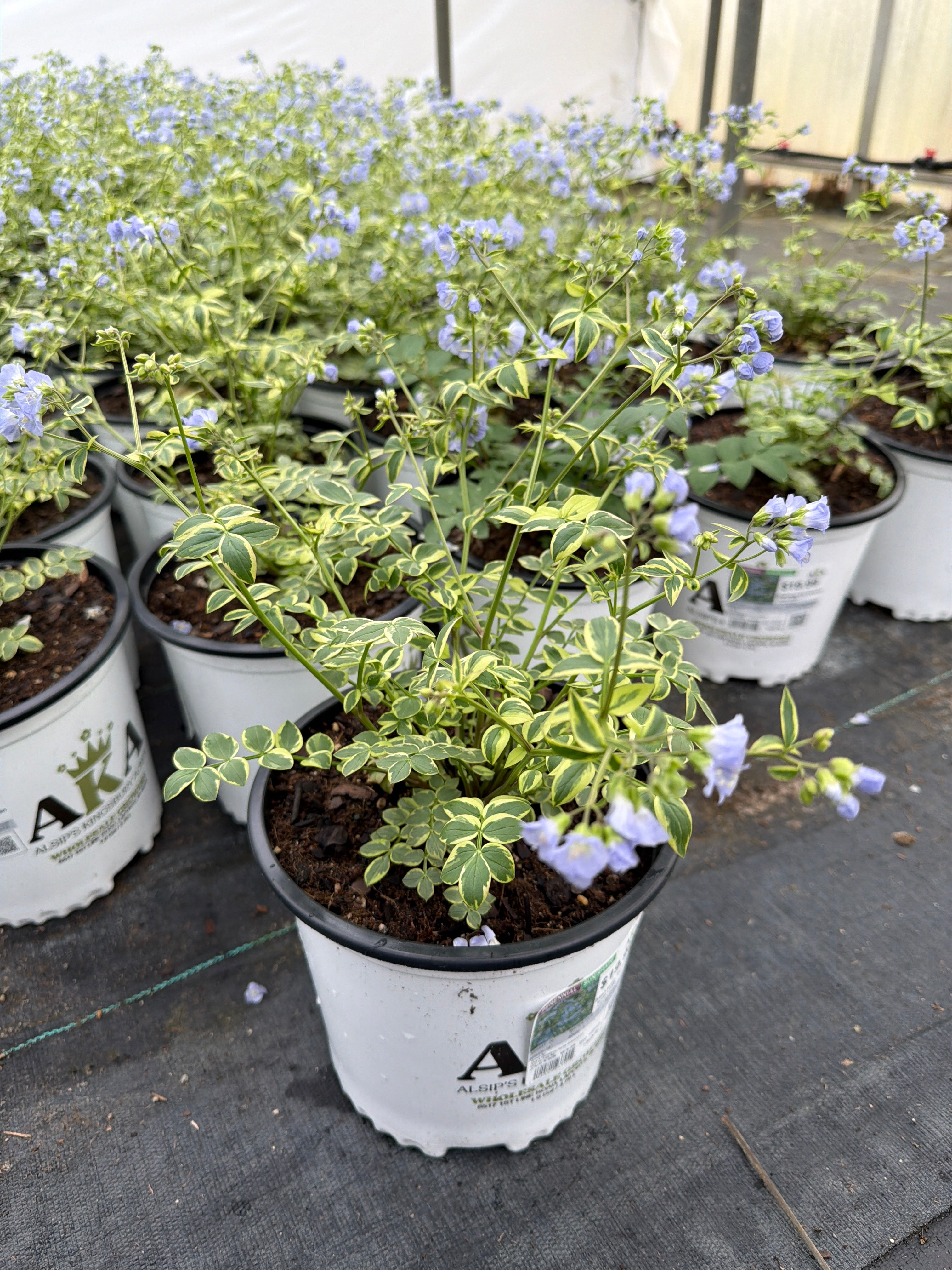 Polemonium Jacobs Ladder Stairway To Heaven