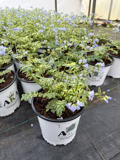 Polemonium Jacobs Ladder Stairway To Heaven