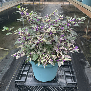 Calico Ornamental Pepper - 8" Fall Annuals