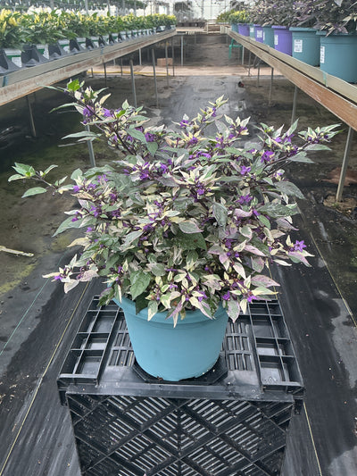 Calico Ornamental Pepper - 8" Fall Annuals