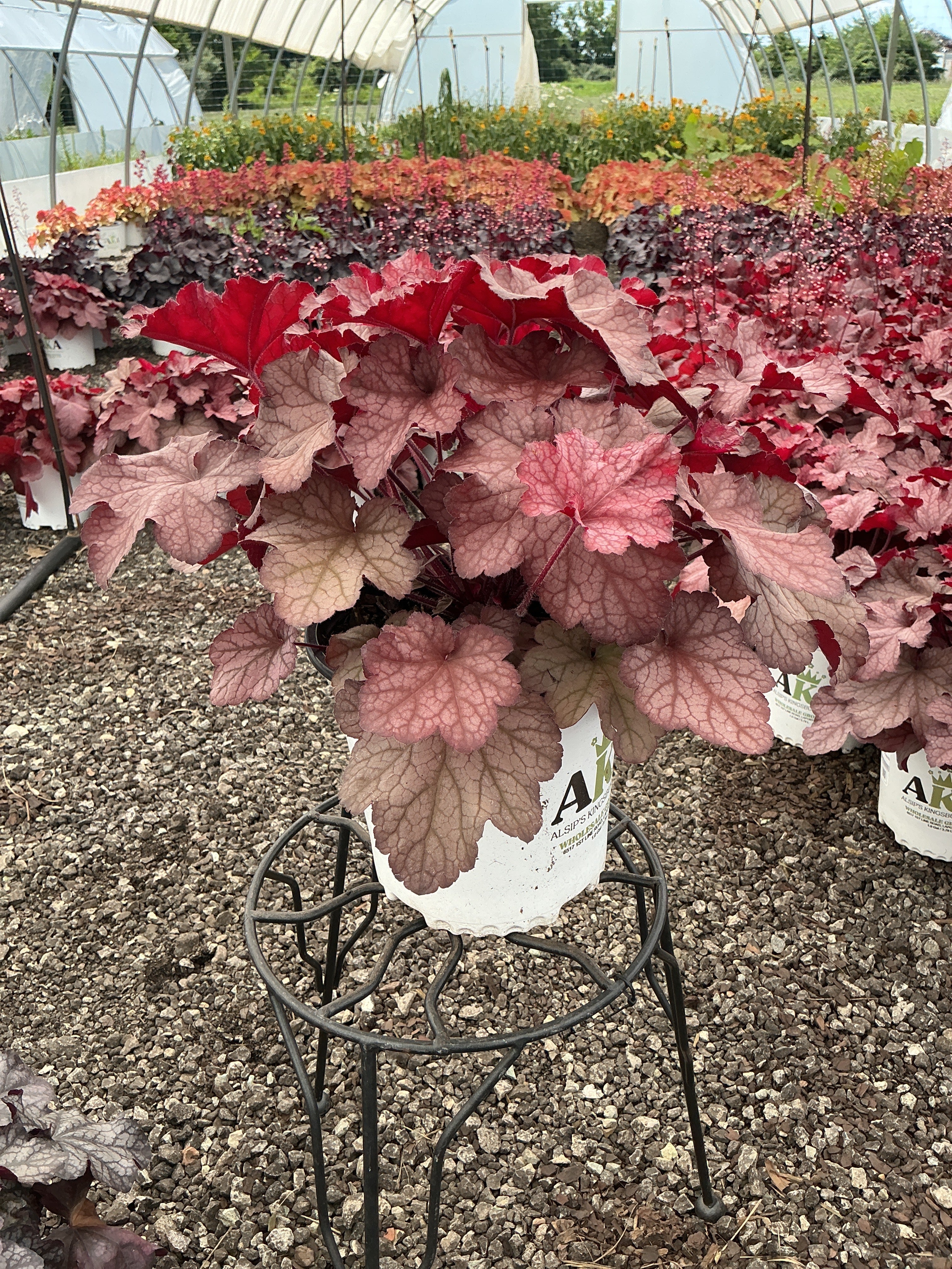 Heuchera Coral Bell Georgia Peach
