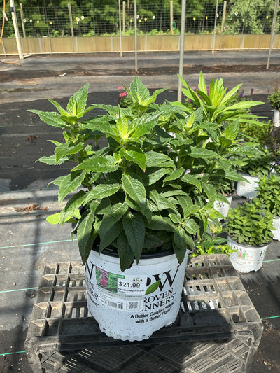 Monarda Bee Balm Pardon My Purple