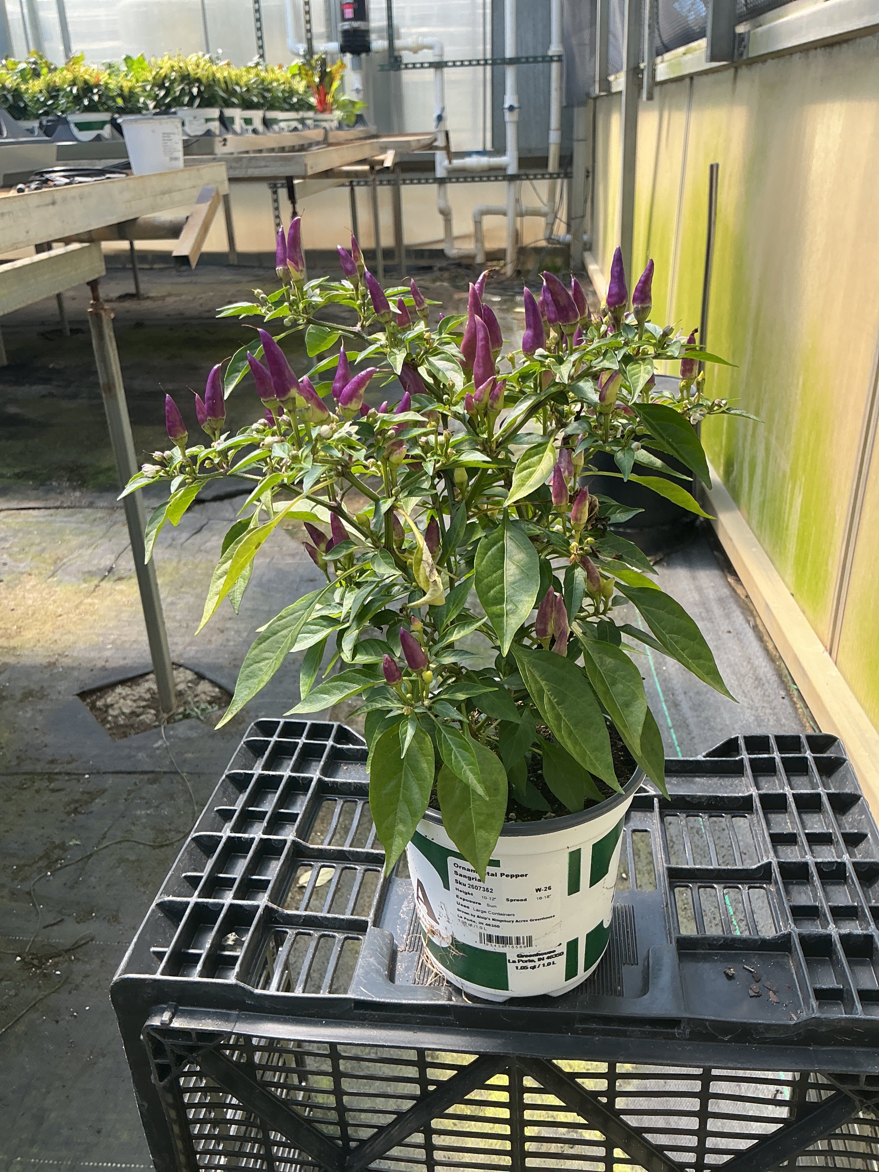 Sangria Ornamental Pepper - 5" Fall Annuals