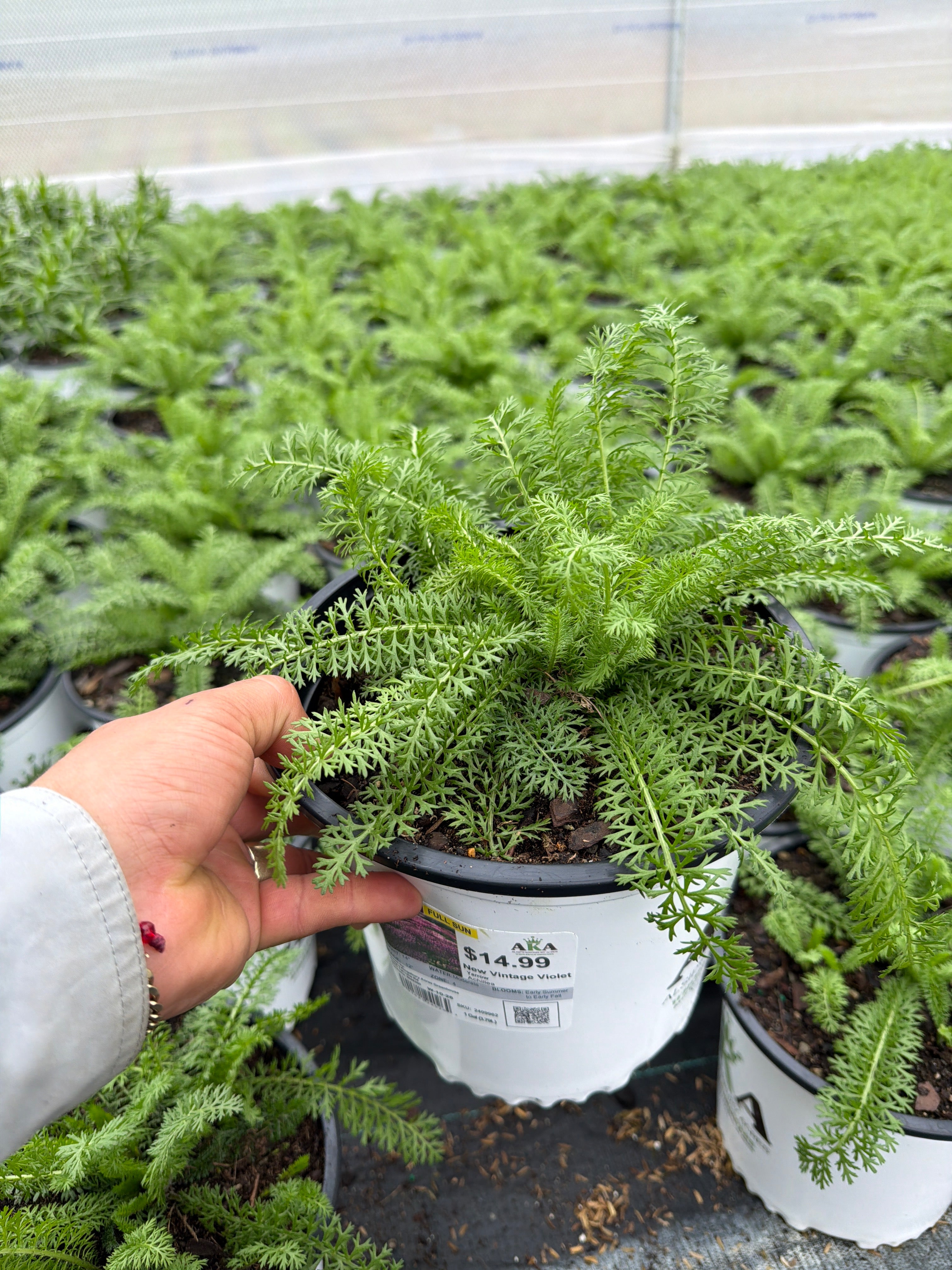 Achillea Yarrow New Vintage Violet