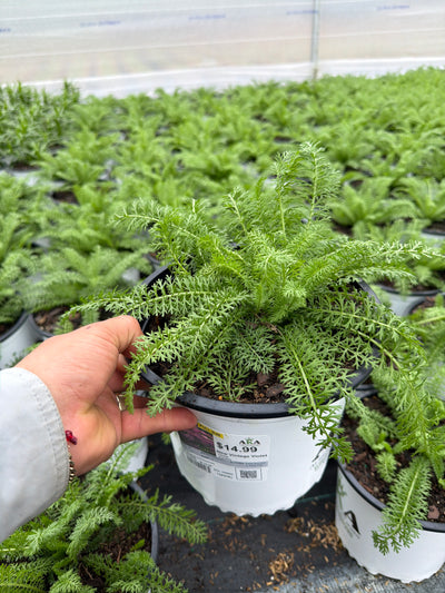 Achillea Yarrow New Vintage Violet