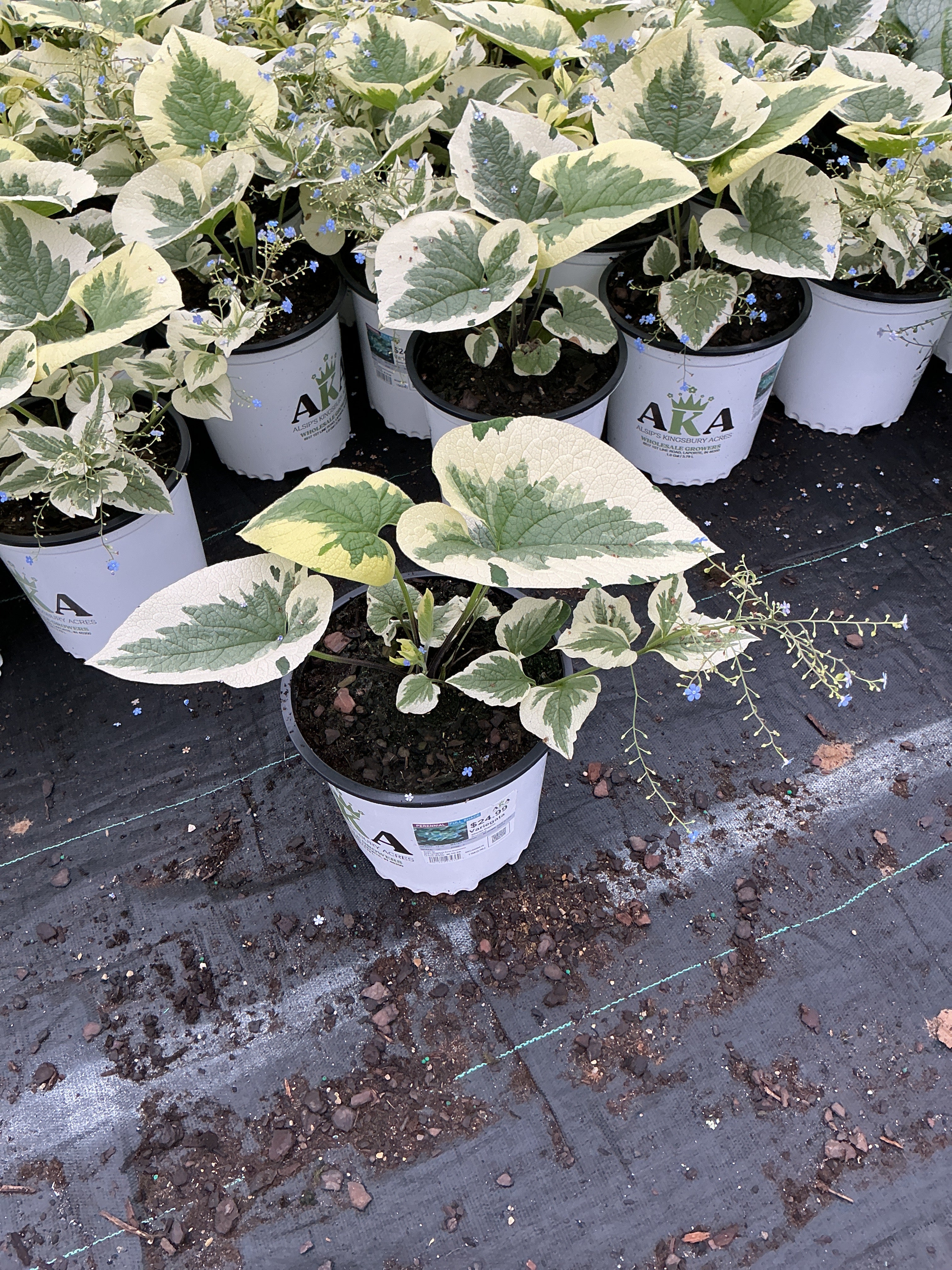 Brunnera Siberian Bugloss Variegata