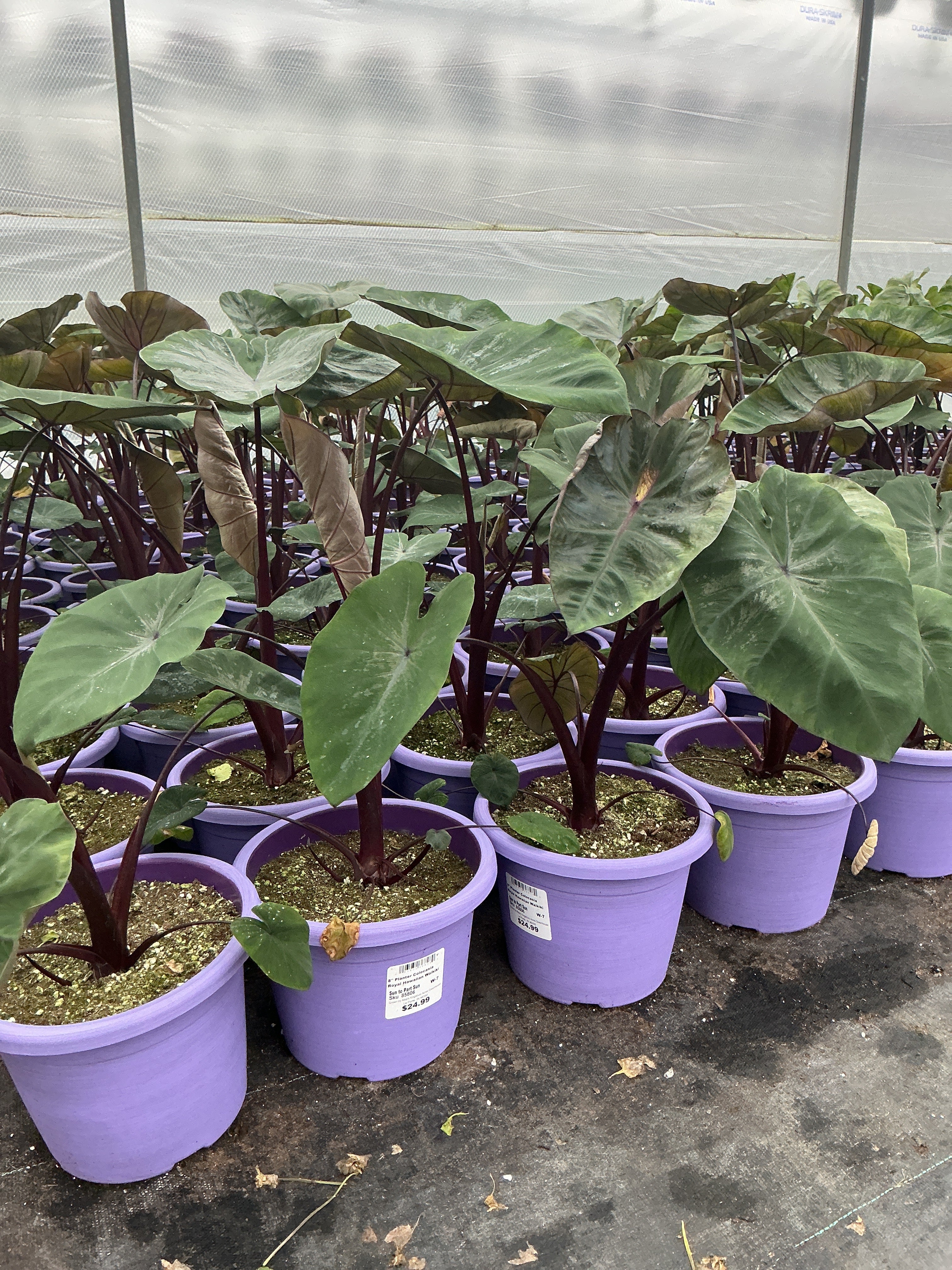 Colocasia Royal Hawaiian Waikiki - 8" Planter