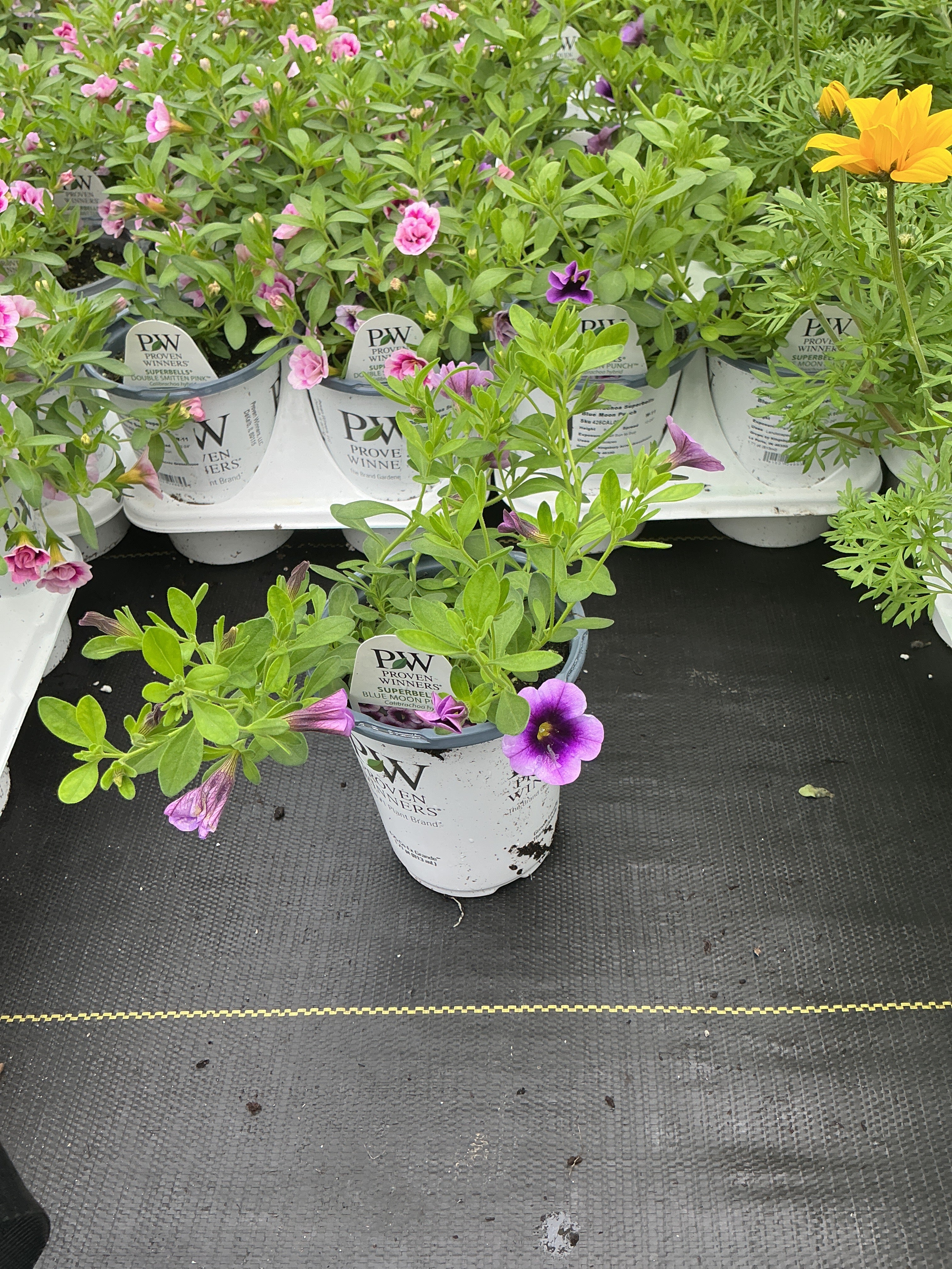 Calibrachoa Superbells Blue Moon Punch - 4.25" Proven Winners Annual