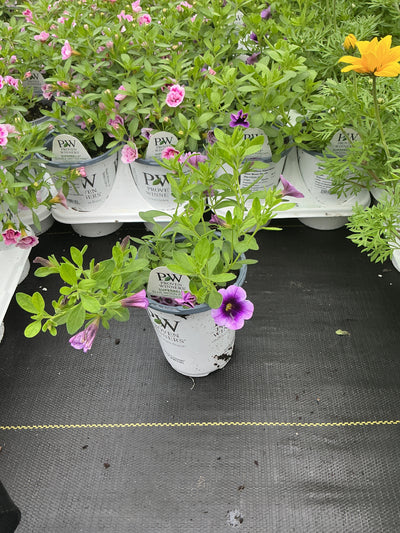 Calibrachoa Superbells Blue Moon Punch - 4.25" Proven Winners Annual