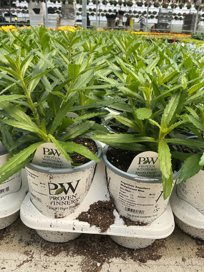 Angelonia Angelface Wedgewood Blue - 4.25" Proven Winners Annual