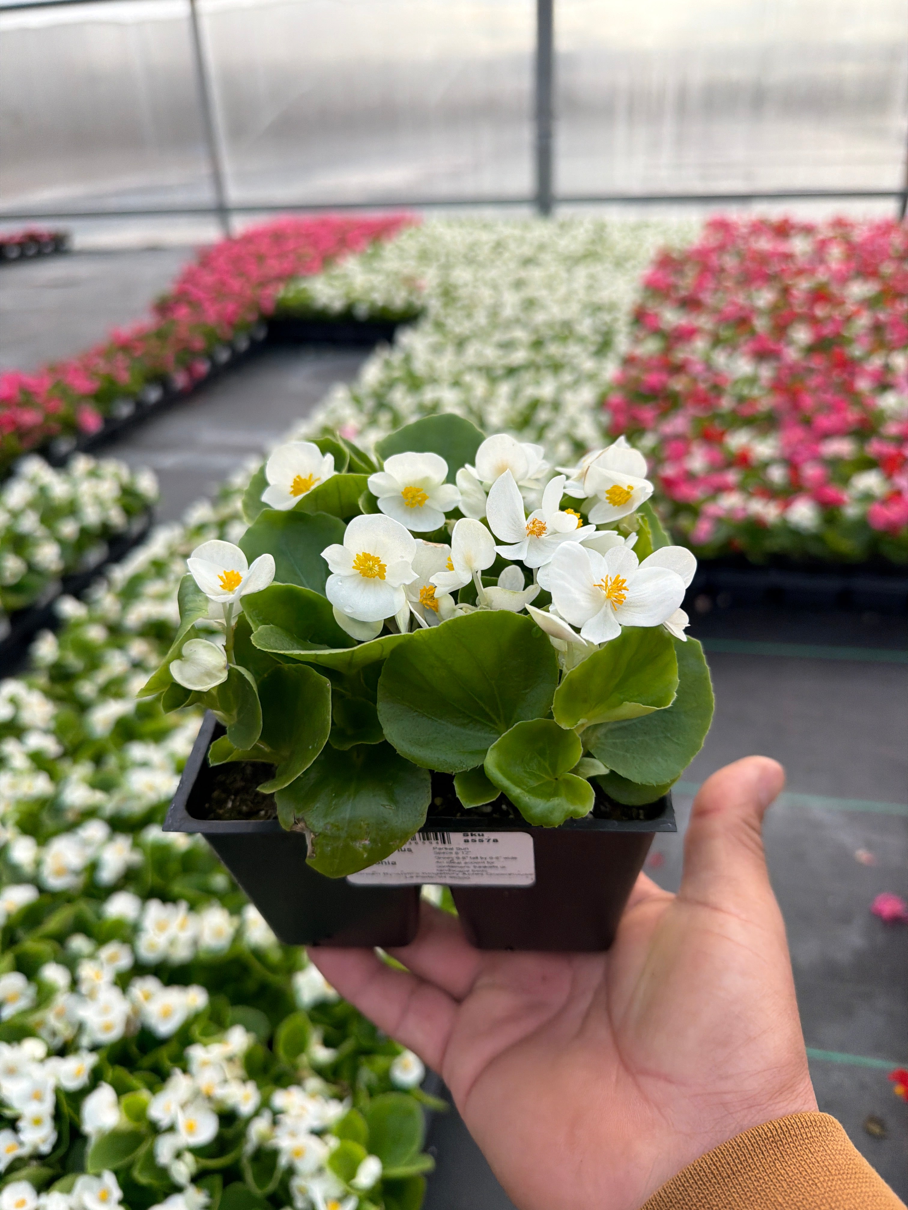 Begonia Prelude White - 4 Pack Annual