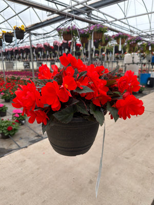Begonia iCandy Inferno - 11" Hanging Basket