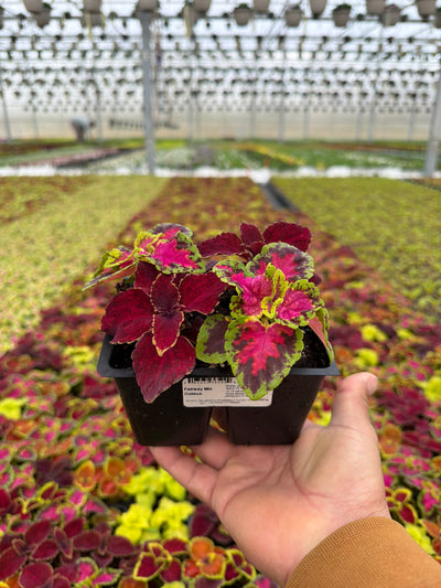 Coleus Fairway Mix - 4 Pack Annual