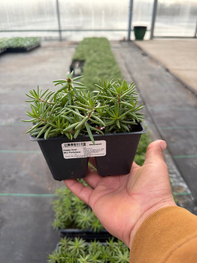 Portulaca Happy Hour Mix - 4 Pack Annual