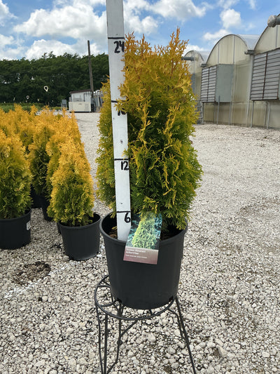 Thuja Amber (Jantar)
