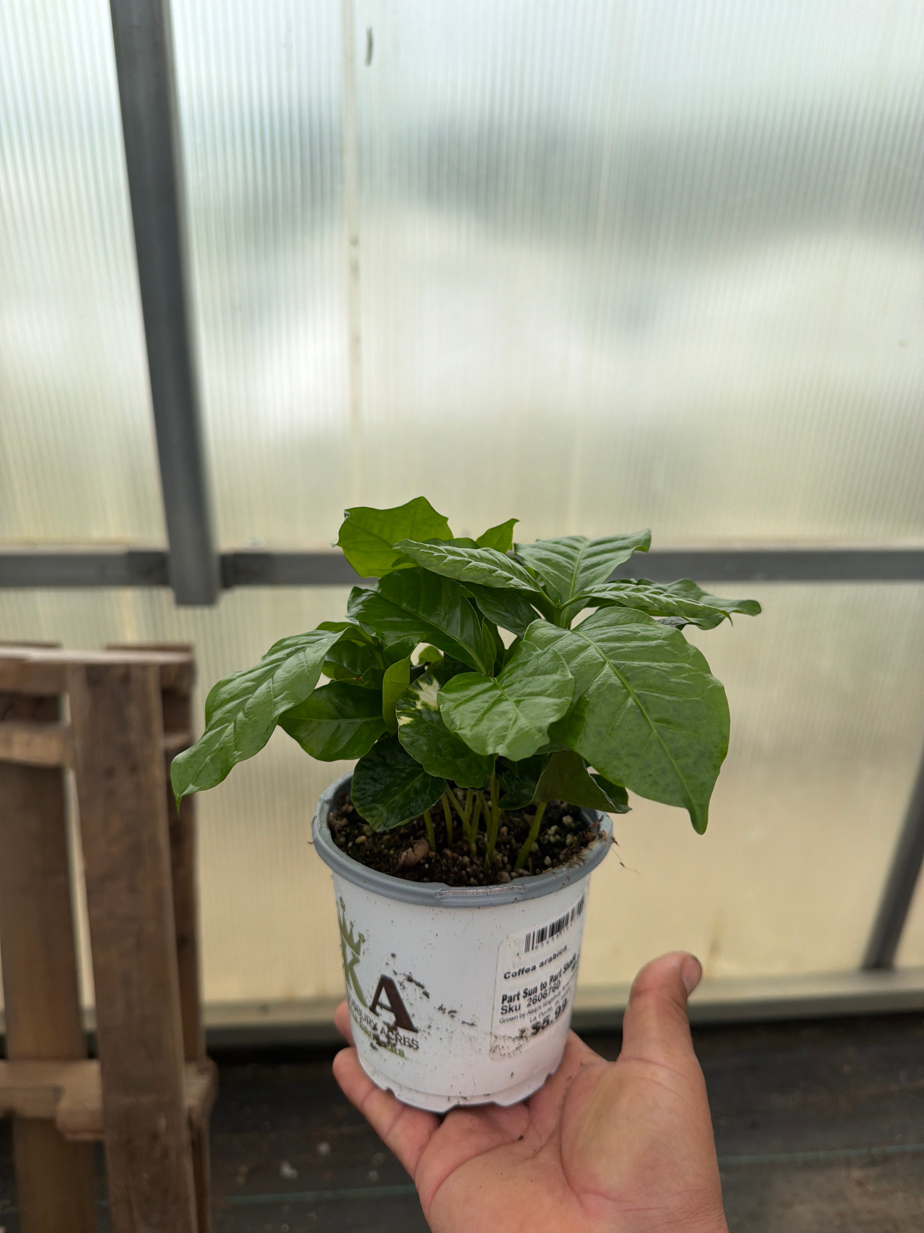 Arabian Coffee - Coffea arabica - 4" Pot