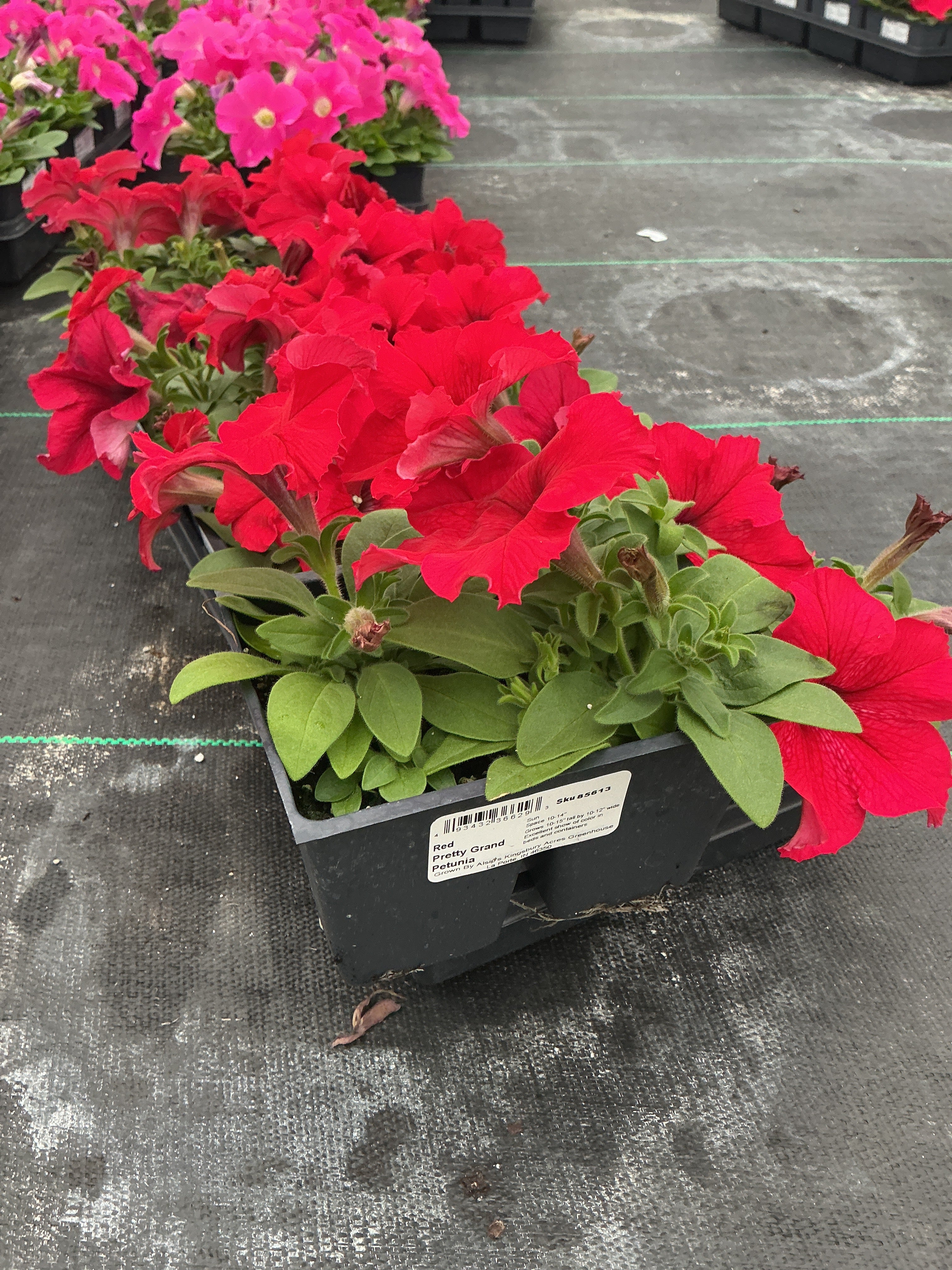 Petunia Pretty Grand Red - 4 Pack Annual