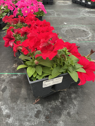 Petunia Pretty Grand Red - 4 Pack Annual