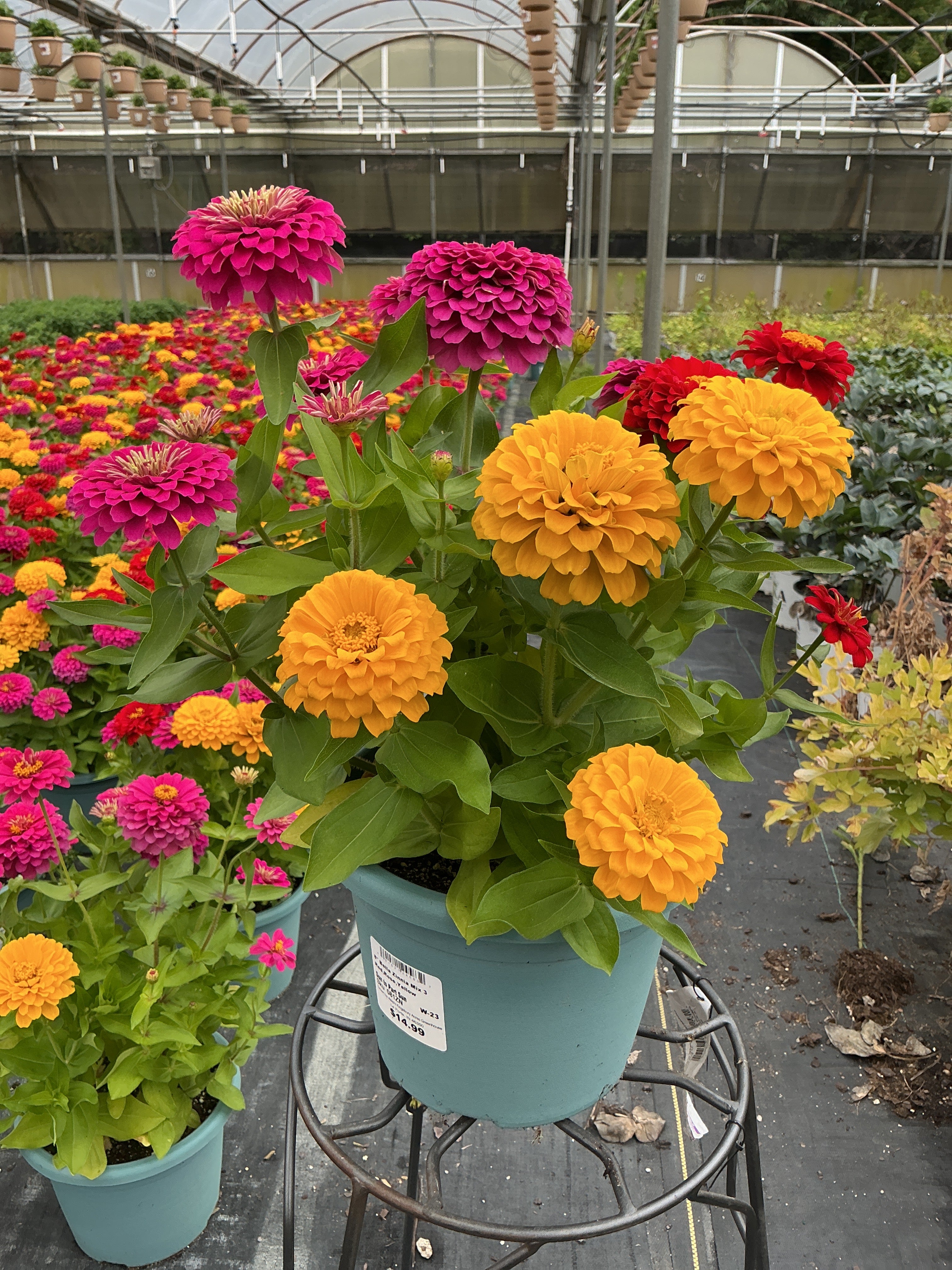 Zinnia Mix 3 - 8" Planter