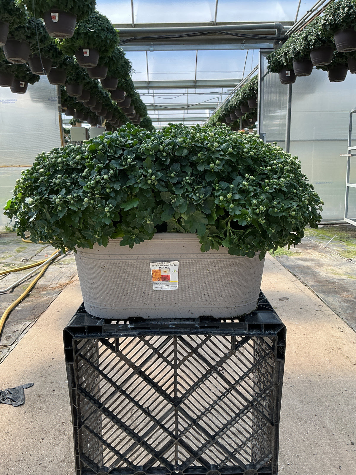 Gigi Tricolor - 16" Oval Fall Planter