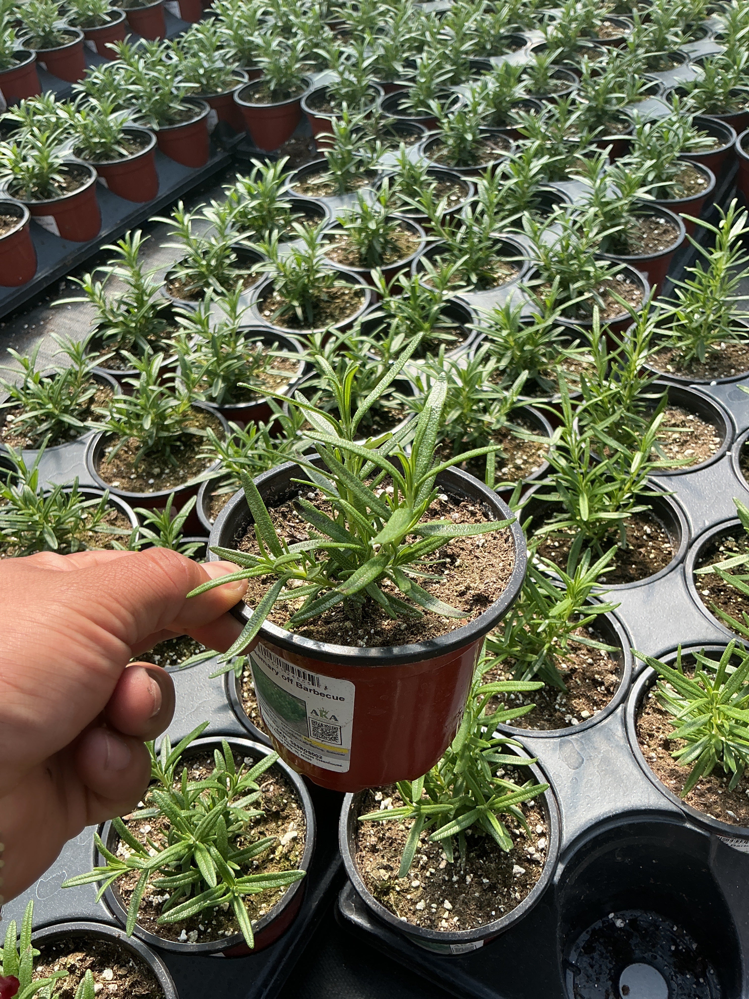 Rosemary Barbecue - 4.33" Potted Herb