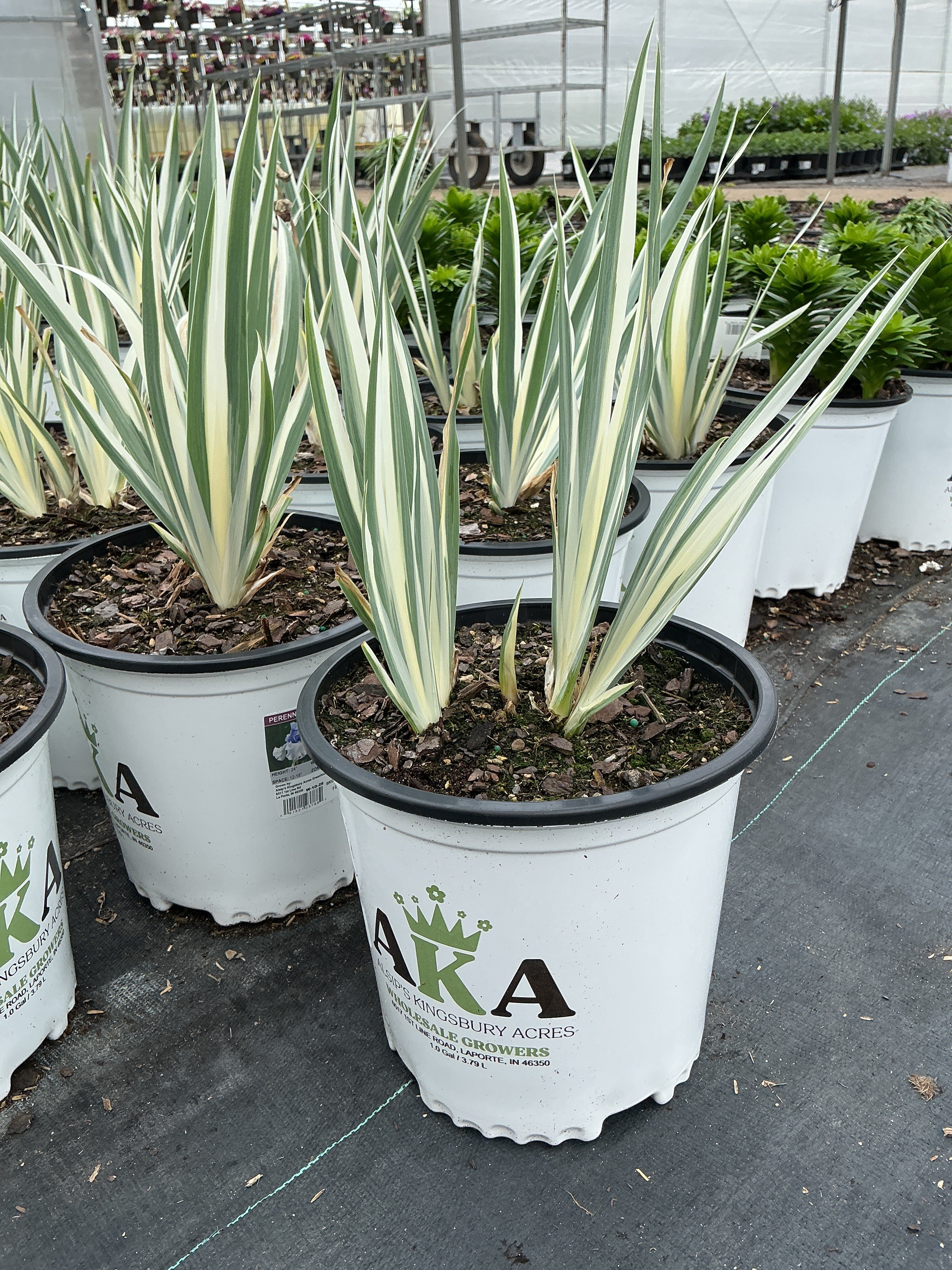Iris Flags Albovariegata White