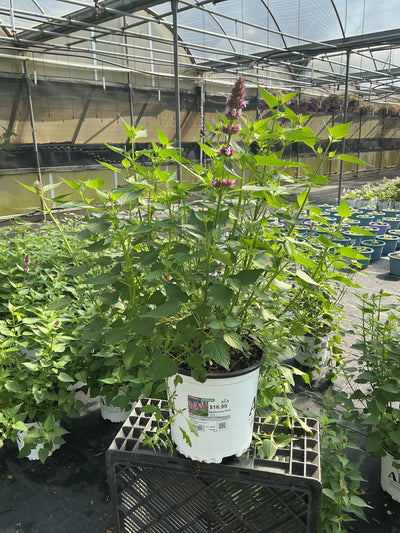 Agastache Hyssop Beelicious Pink