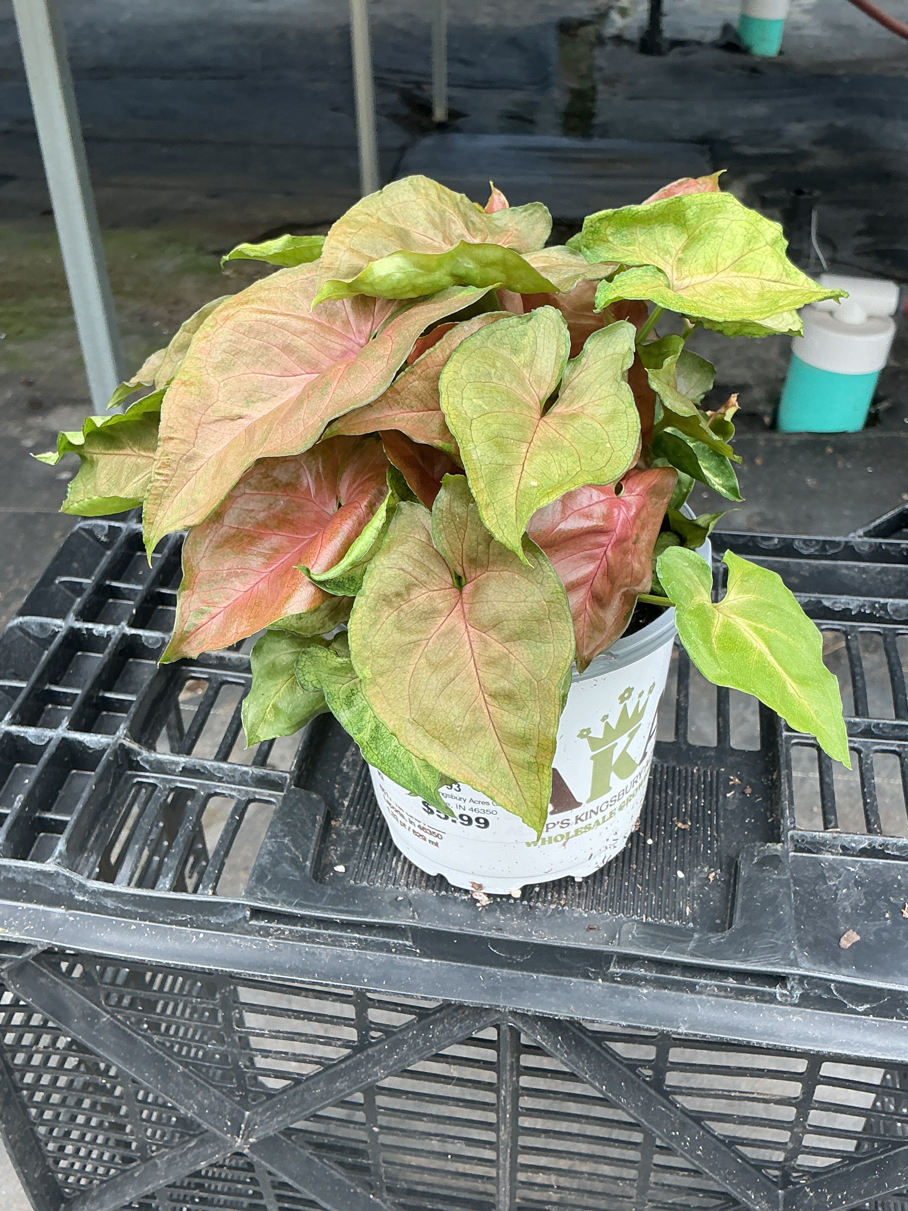 Syngonium Allusion Maria - syngonium podophyllum - 4" Pot