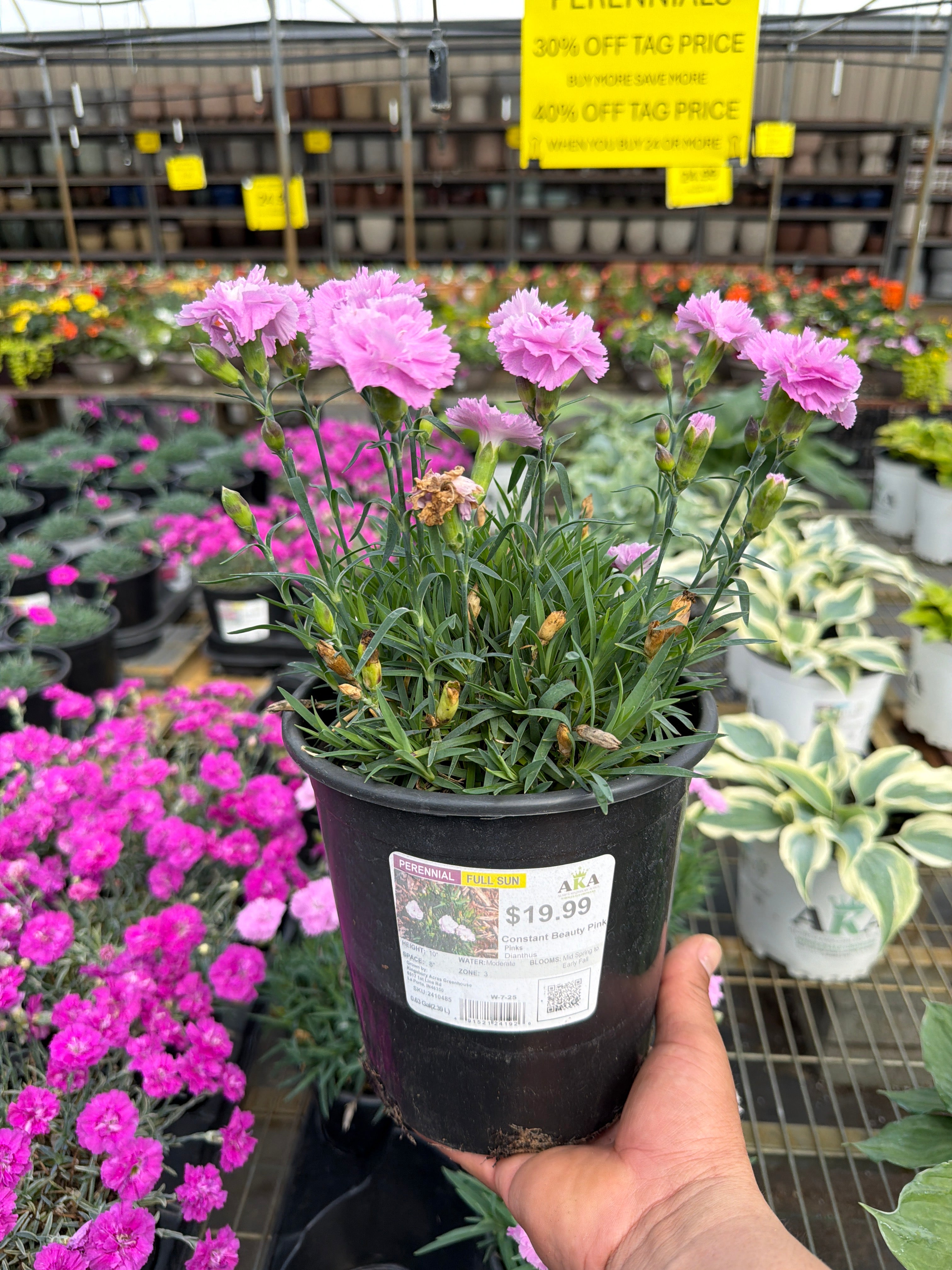 Dianthus Constant Beauty Pink