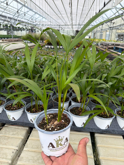 Areca Palm - Dypsis lutescens - 4" Pot