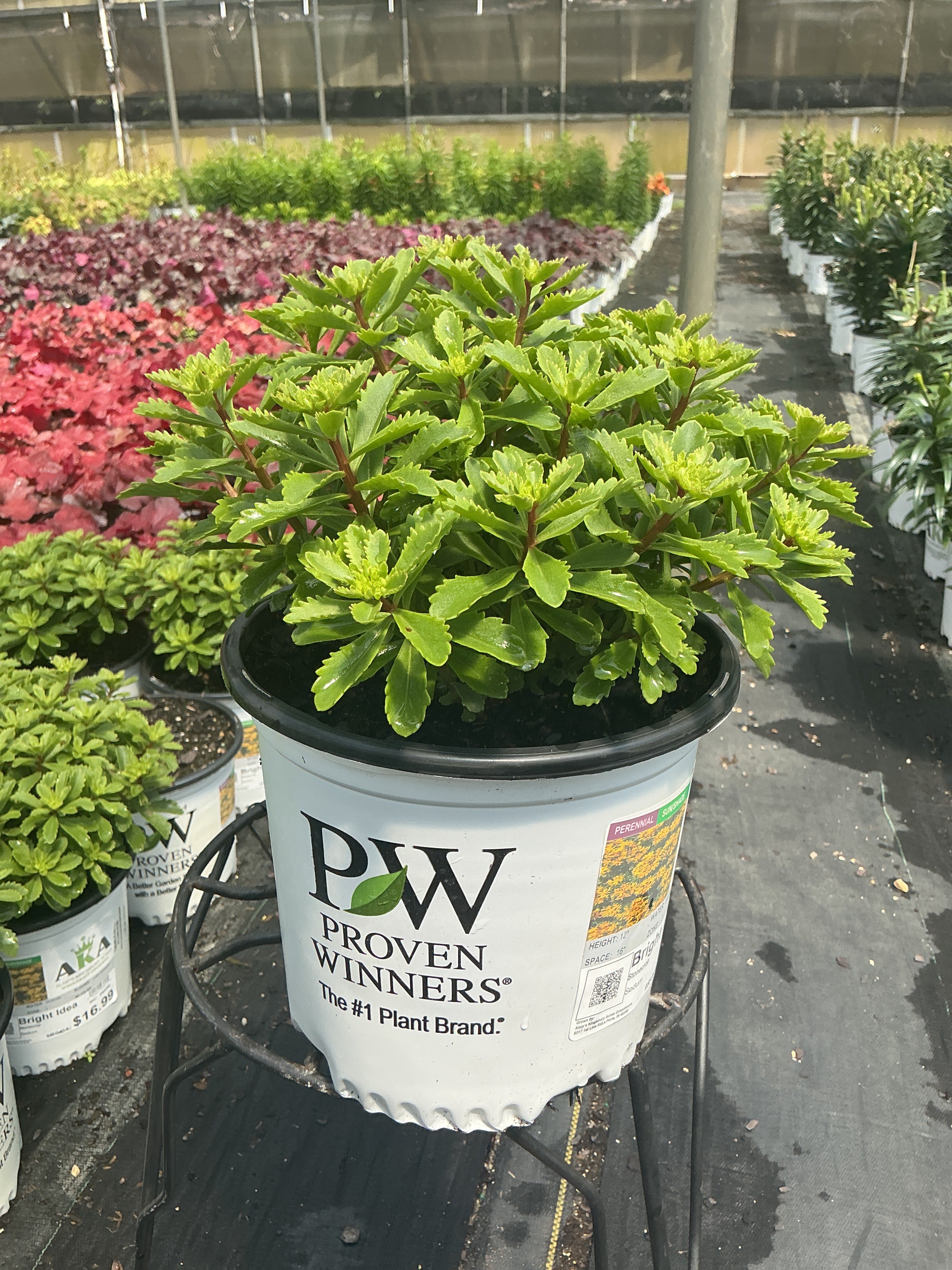 Sedum Stonecrop Rock'n Round Bright Idea - 6" Perennial